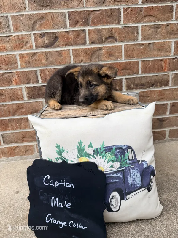 Chief  – German Shepherd Dog puppy for sale in Maysville, MO