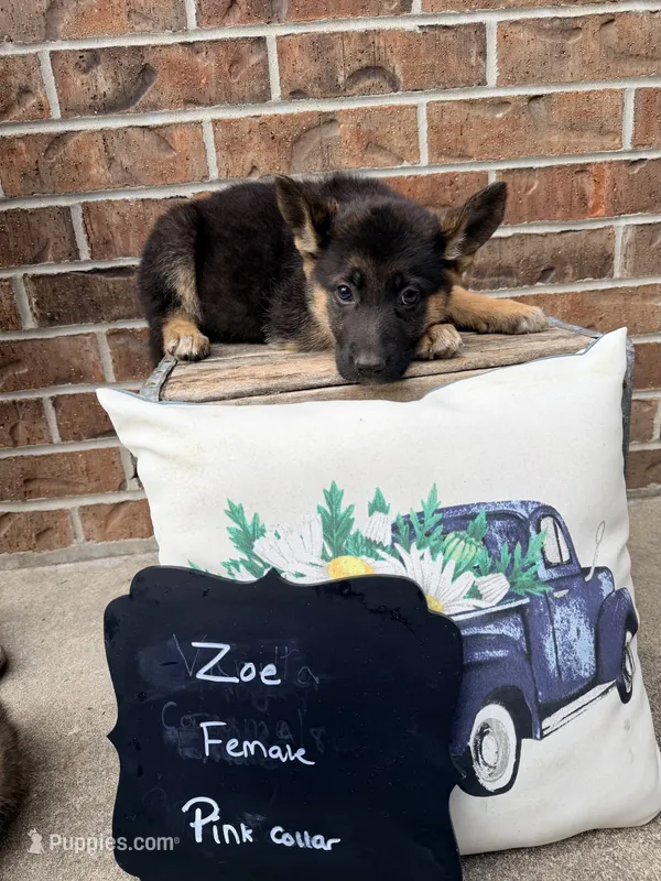 Zoe  – German Shepherd Dog puppy for sale in Maysville, MO