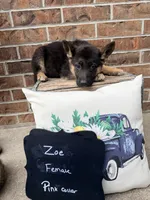 Zoe , a female German Shepherd Dog for sale in Maysville, MO – 1 of 4