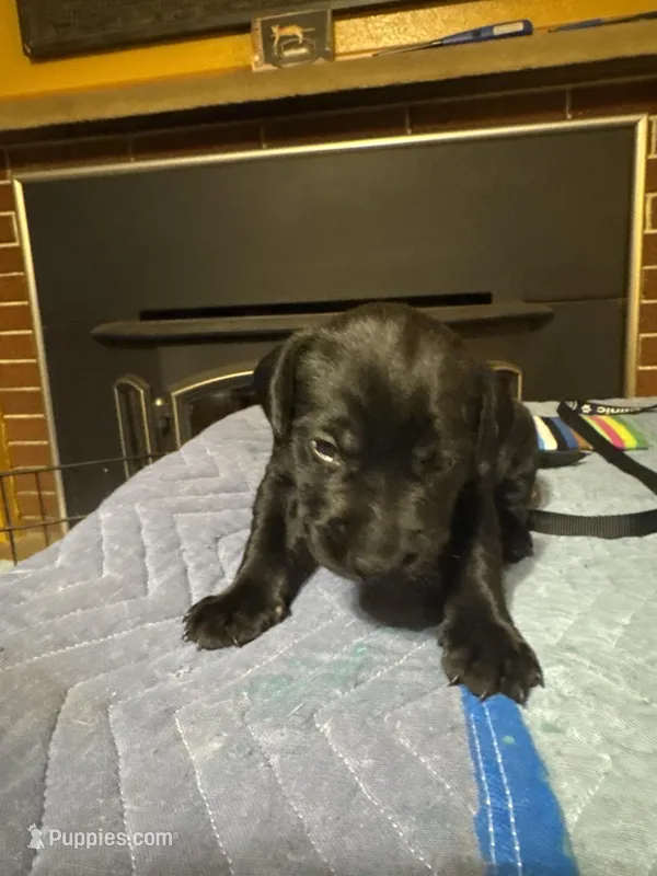 White collar  – Labrador Retriever puppy for sale in La Crosse, WI