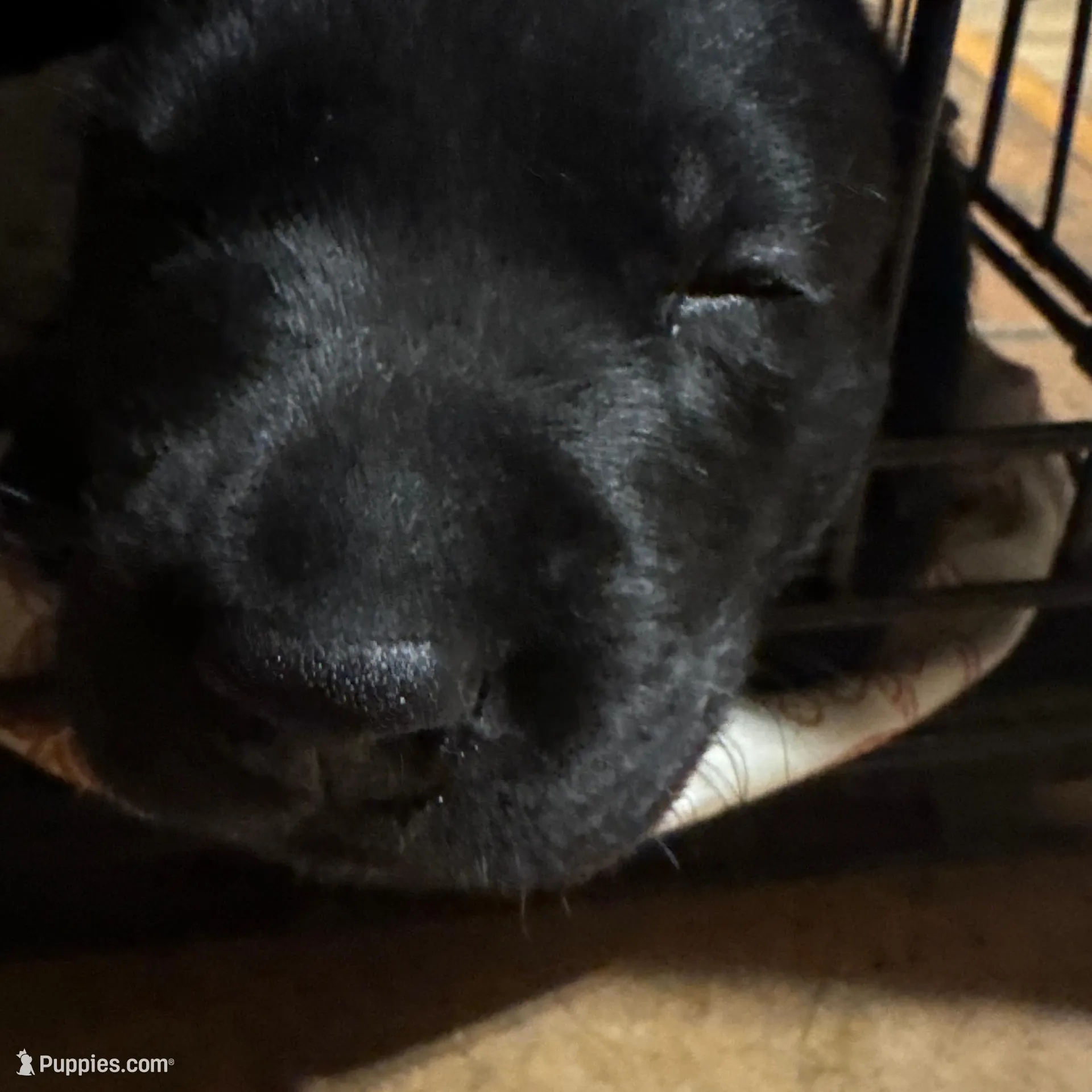 Purple collar  – Labrador Retriever puppy for sale in La Crosse, WI