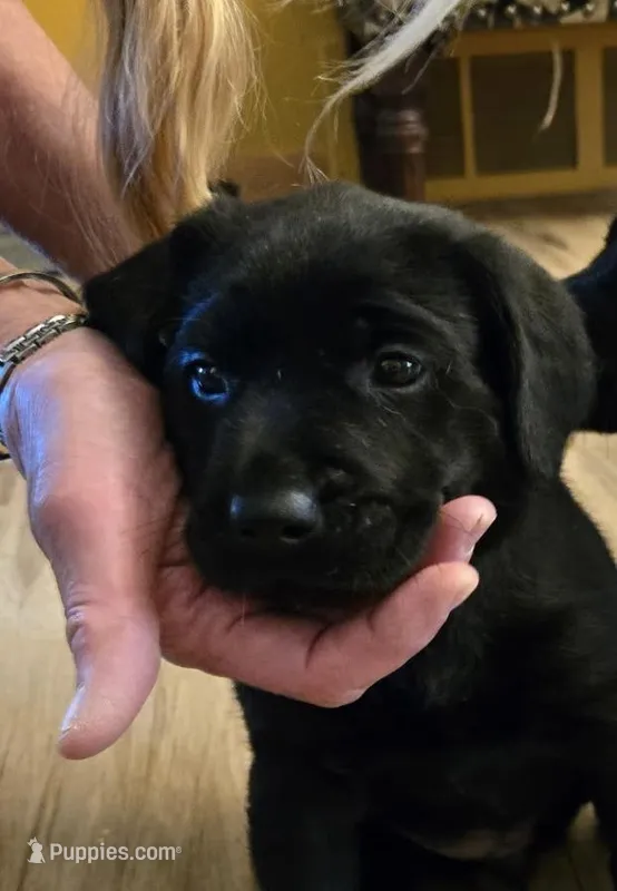 Green Collar  – Labrador Retriever puppy for sale in La Crosse, WI