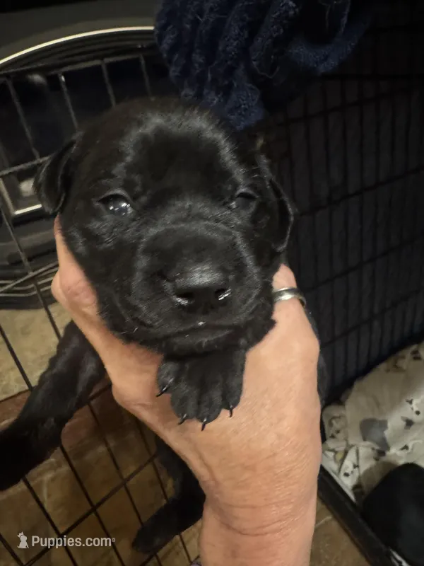 Yellow collar  – Labrador Retriever puppy for sale in La Crosse, WI