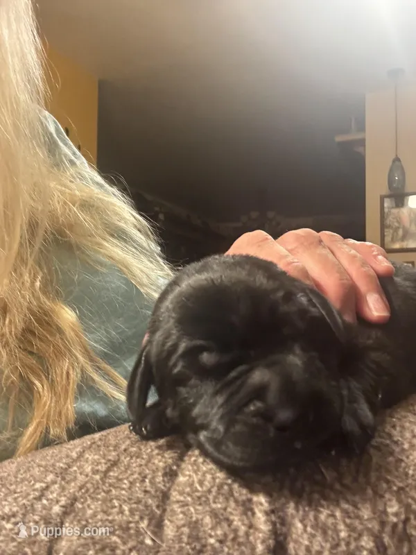 Black collar  – Labrador Retriever puppy for sale in La Crosse, WI