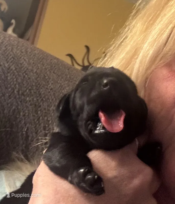 Gray collar  – Labrador Retriever puppy for sale in La Crosse, WI