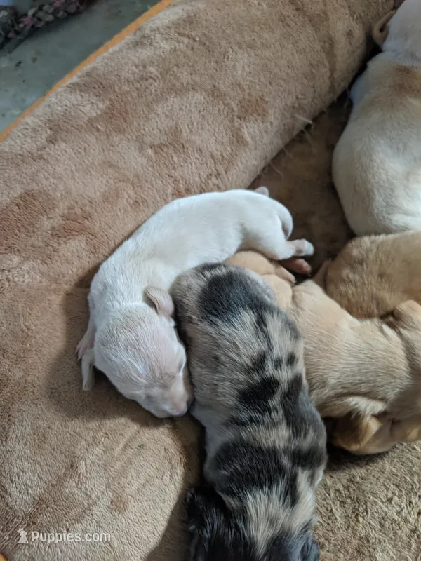 Cream boy – Miniature Dachshund puppy for sale in Victorville, CA