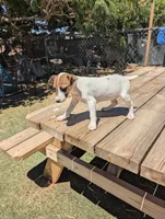 Female brown even tri mask, a female Parson Russell Terrier for sale in Victorville, CA – 6 of 7
