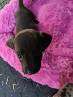 Female 1, a female Dachshund for sale in Victorville, CA – 3 of 3