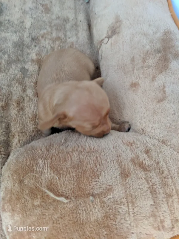 Female 1 – Dachshund puppy for sale in Victorville, CA