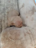 Female 1, a female Dachshund for sale in Victorville, CA – 1 of 2