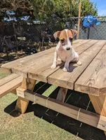 Female brown even tri mask, a female Parson Russell Terrier for sale in Victorville, CA – 2 of 7