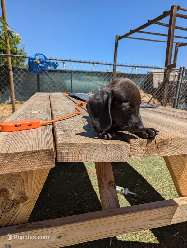 Female 1 – Dachshund puppy for sale in Victorville, CA