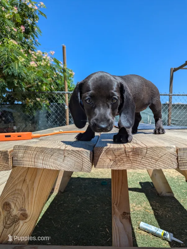 Female 3 black – Dachshund puppy for sale in Victorville, CA