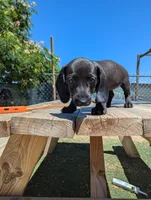 Female 3 black, a female Dachshund for sale in Victorville, CA – 1 of 7