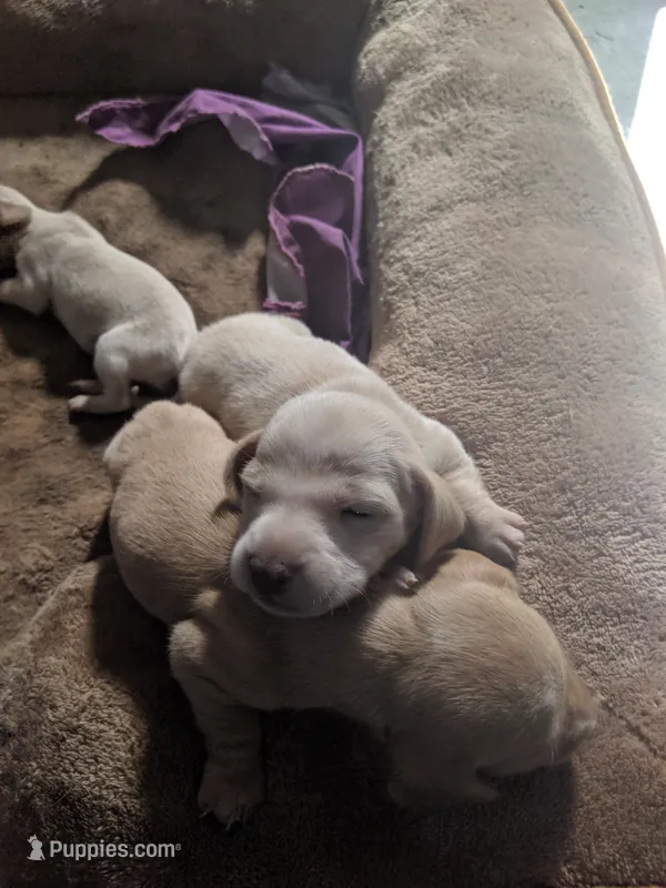 Female 1 – Miniature Dachshund puppy for sale in Victorville, CA