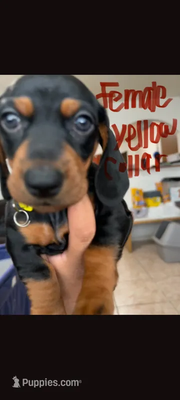 Female 1 – Dachshund puppy for sale in Victorville, CA