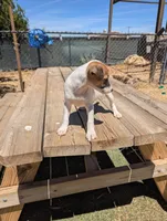 Female brown even tri mask, a female Parson Russell Terrier for sale in Victorville, CA – 4 of 7