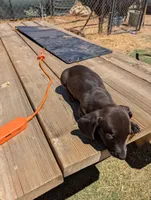 Female 1, a female Dachshund for sale in Victorville, CA – 4 of 5