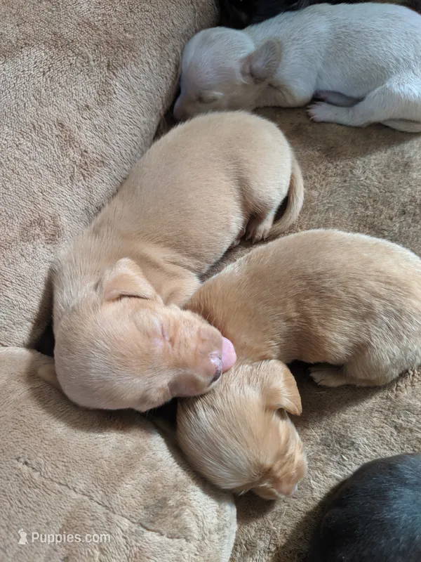 Girl 1  – Miniature Dachshund puppy for sale in Victorville, CA
