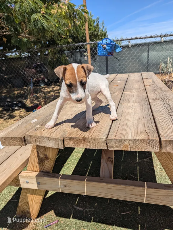Female brown even tri mask – Parson Russell Terrier puppy for sale in Victorville, CA
