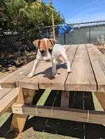 Female brown even tri mask, a female Parson Russell Terrier for sale in Victorville, CA – 1 of 7