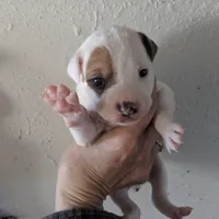 Girl brown, a female Parson Russell Terrier for sale in Victorville, CA – Photo 1 of 3