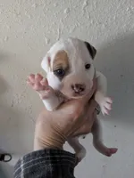 Girl brown, a female Parson Russell Terrier for sale in Victorville, CA – Photo 1 of 3