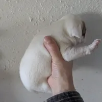 Girl brown, a female Parson Russell Terrier for sale in Victorville, CA – Photo 2 of 3