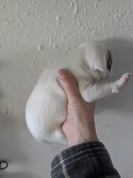 Girl brown, a female Parson Russell Terrier for sale in Victorville, CA – Photo 2 of 3