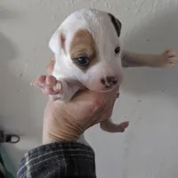 Girl brown, a female Parson Russell Terrier for sale in Victorville, CA – Photo 3 of 3