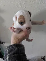 Girl brown, a female Parson Russell Terrier for sale in Victorville, CA – Photo 3 of 3