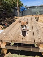 Female brown even tri mask, a female Parson Russell Terrier for sale in Victorville, CA – 3 of 7