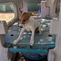 Boy 1, a male Parson Russell Terrier for sale in Victorville, CA – Photo 1 of 2