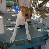 Boy 1, a male Parson Russell Terrier for sale in Victorville, CA – Photo 2 of 2