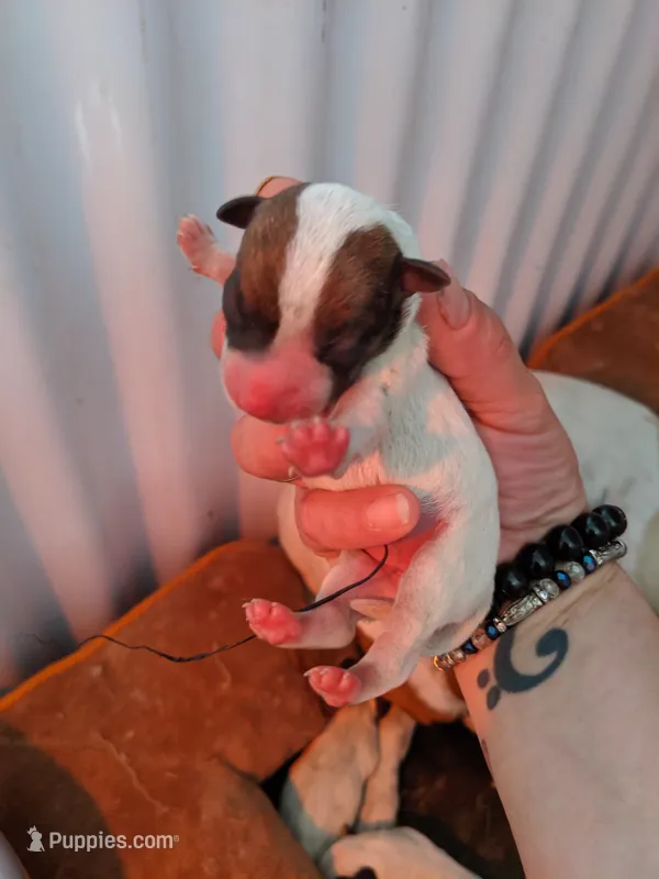 Female brown even tri mask – Parson Russell Terrier puppy for sale in Victorville, CA