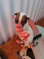 Female brown even tri mask, a female Parson Russell Terrier for sale in Victorville, CA – 1 of 3