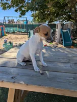 Female 1, a female Parson Russell Terrier for sale in Victorville, CA – 2 of 4