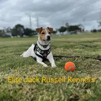 Puppy5, a female Jack Russell Terrier for sale in Victorville, CA – Photo 3 of 10