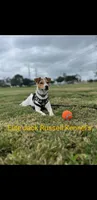 Puppy5, a female Jack Russell Terrier for sale in Victorville, CA – Photo 3 of 10