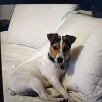 Puppy5, a female Jack Russell Terrier for sale in Victorville, CA – Photo 6 of 10