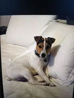 Puppy5, a female Jack Russell Terrier for sale in Victorville, CA – Photo 6 of 10