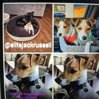 Puppy5, a female Jack Russell Terrier for sale in Victorville, CA – Photo 4 of 10