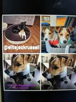 Puppy5, a female Jack Russell Terrier for sale in Victorville, CA – Photo 4 of 10