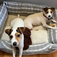 Puppy5, a female Jack Russell Terrier for sale in Victorville, CA – Photo 2 of 10