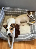 Puppy5, a female Jack Russell Terrier for sale in Victorville, CA – Photo 2 of 10