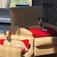 Puppy5, a female Jack Russell Terrier for sale in Victorville, CA – Photo 5 of 10