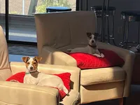 Puppy5, a female Jack Russell Terrier for sale in Victorville, CA – Photo 5 of 10