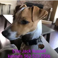 Puppy5, a female Jack Russell Terrier for sale in Victorville, CA – Photo 7 of 10