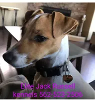 Puppy5, a female Jack Russell Terrier for sale in Victorville, CA – Photo 7 of 10