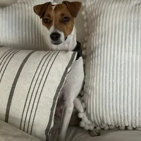 Puppy5, a female Jack Russell Terrier for sale in Victorville, CA – Photo 8 of 10